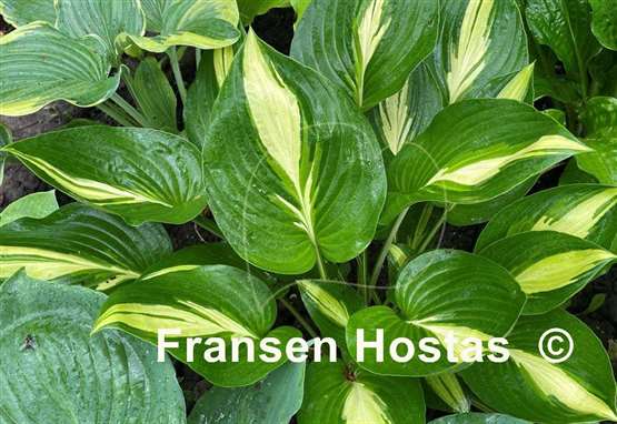 Hosta Broad Street